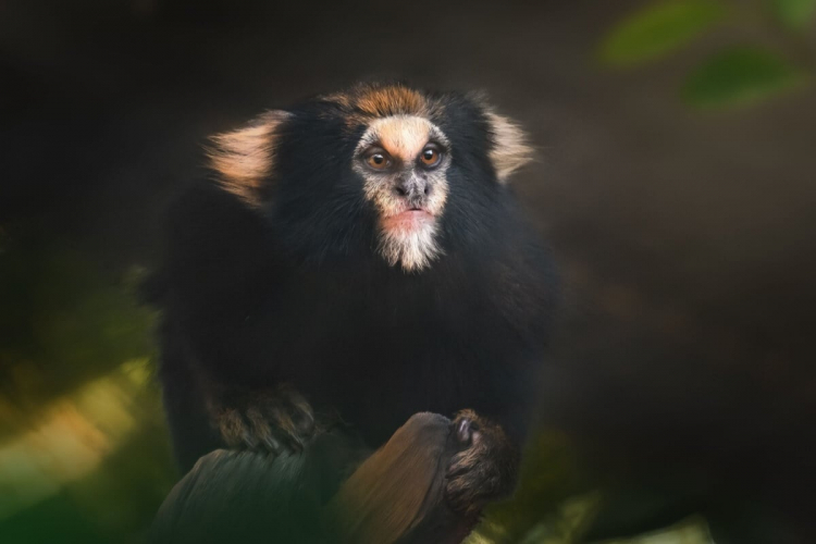 7 animais que só existem no Brasil 