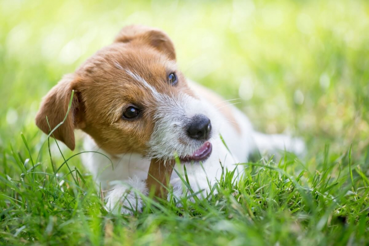 3 dicas para oferecer petiscos aos animais de estimação