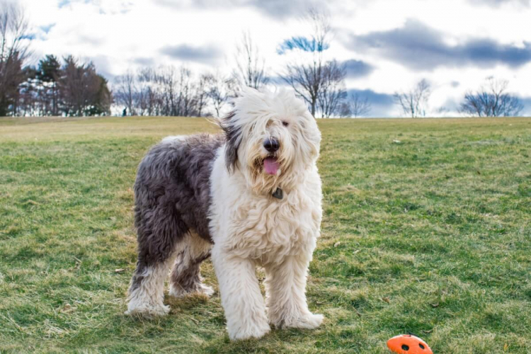 4 características do cachorro da raça old english sheepdog
