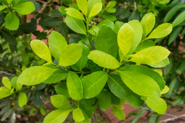 6 benefícios da erva-mate para a saúde e como preparar o chimarrão