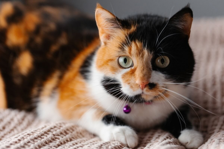 7 curiosidades sobre os gatos tricolores