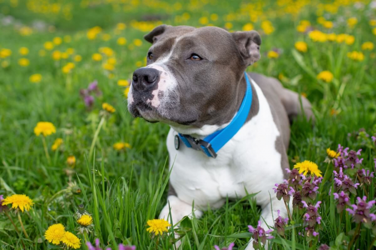 4 características do cachorro da raça staffordshire bull terrier