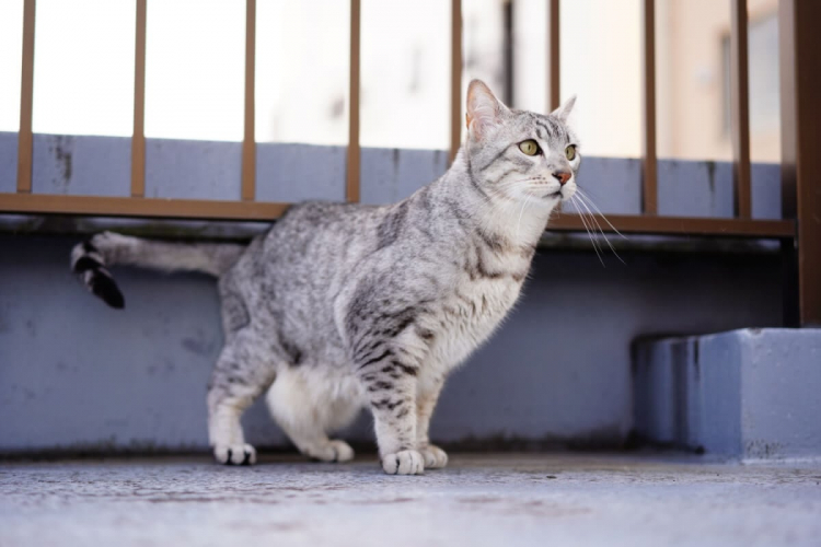4 características do gato da raça mau egípcio