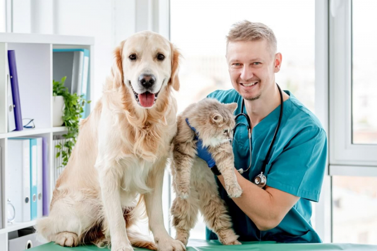 6 motivos para manter o check-up dos animais em dia