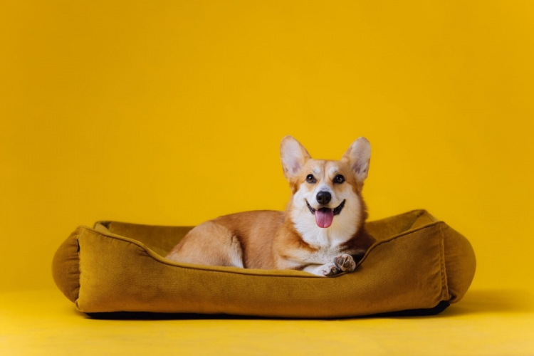 7 tipos de camas para cachorro