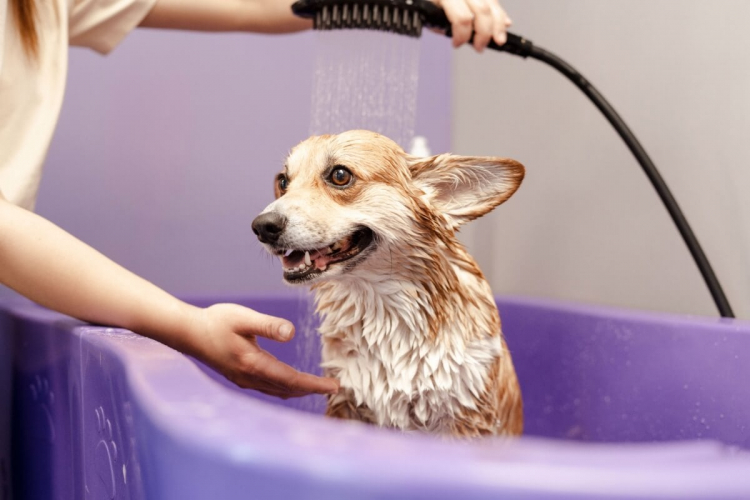 8 sinais que indicam que o cachorro precisa de banho