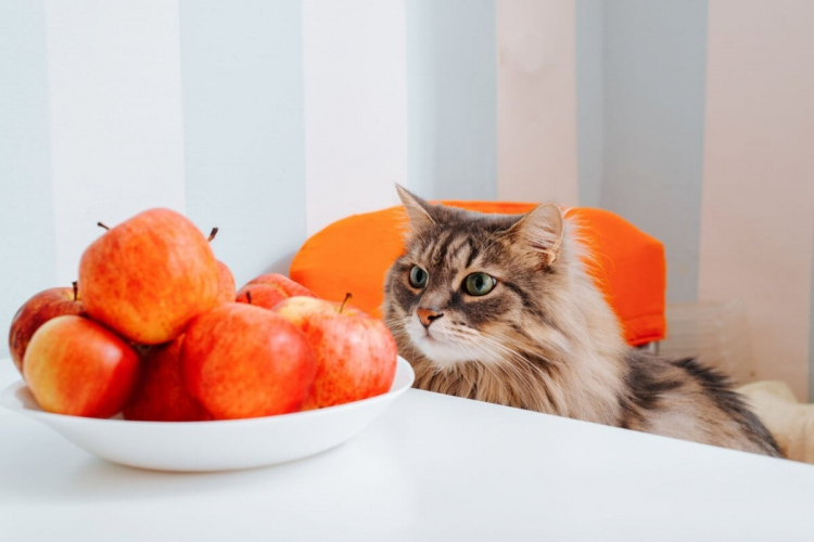 Veja como oferecer certos alimentos ao gato de forma segura