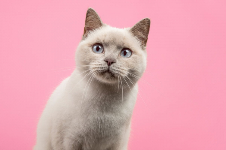 14 nomes para gatos inspirados na cultura geek