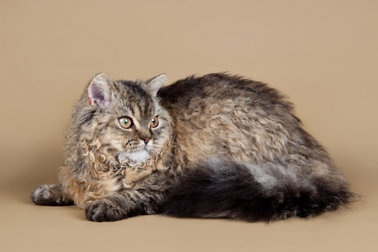 4 características do gato da raça selkirk rex