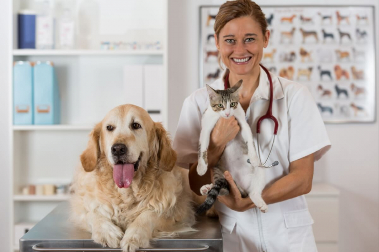 7 doenças renais comuns em animais de estimação