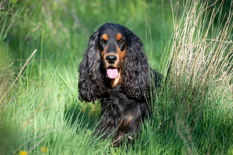 7 raças de cachorro com orelhas grandes