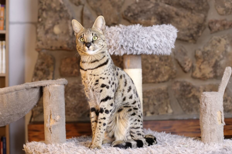 7 raças de gato mais enérgicas