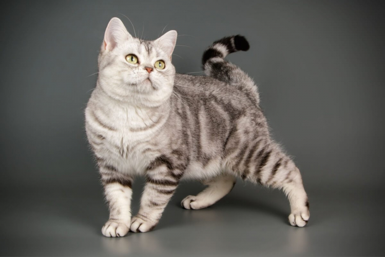 7 raças de gato mais tranquilas 