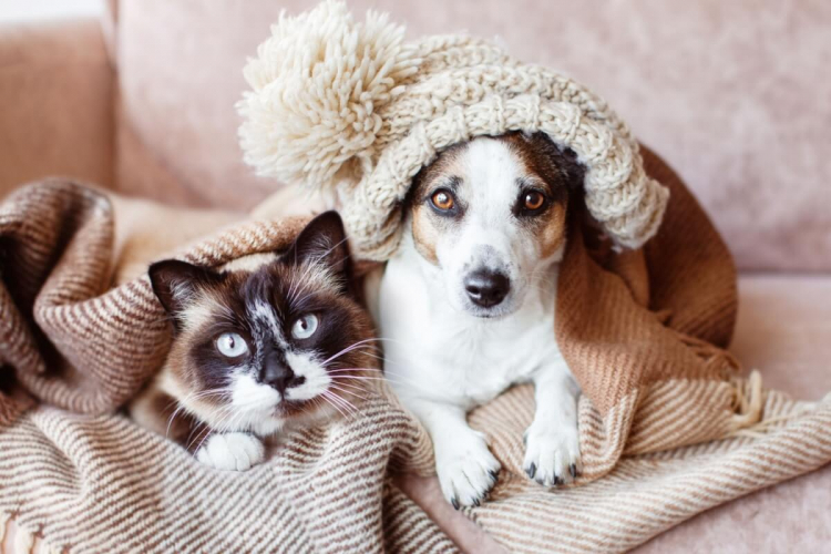 8 impactos do frio na saúde de cães e gatos