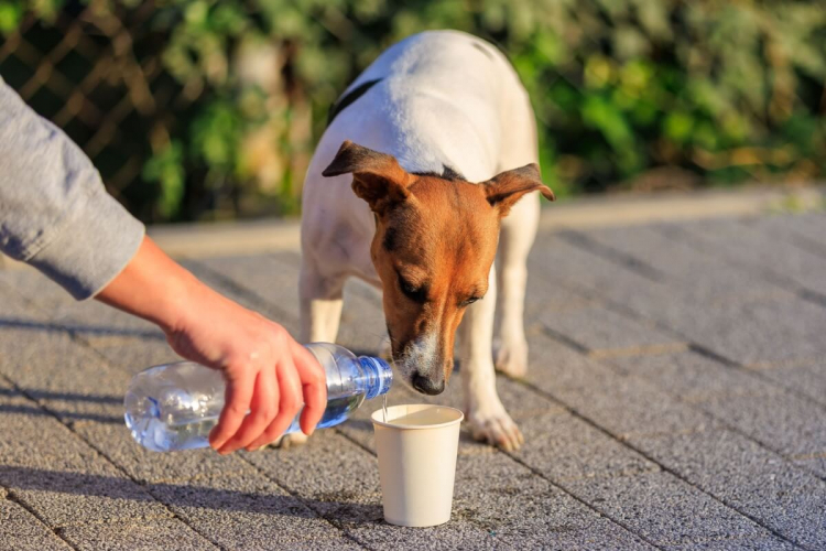10 dicas para ajudar animais de rua