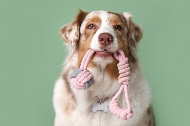 10 nomes para cachorros com muita energia