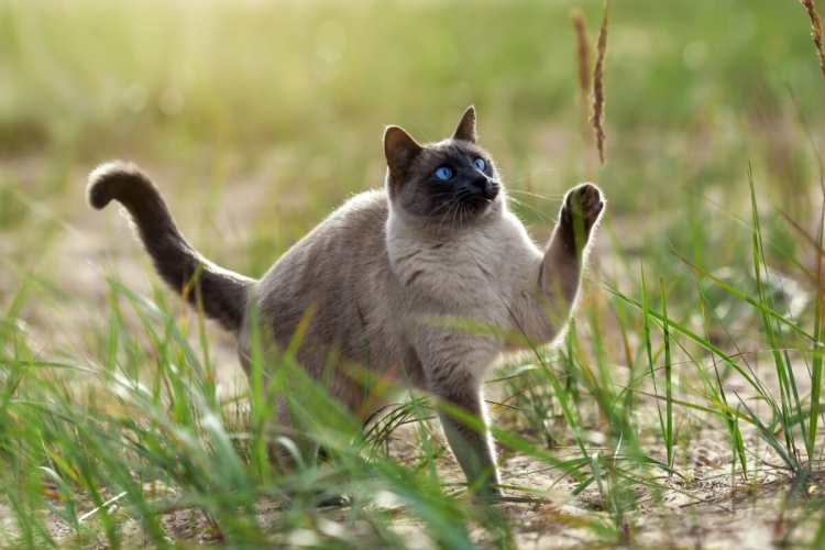 4 características do gato da raça thai