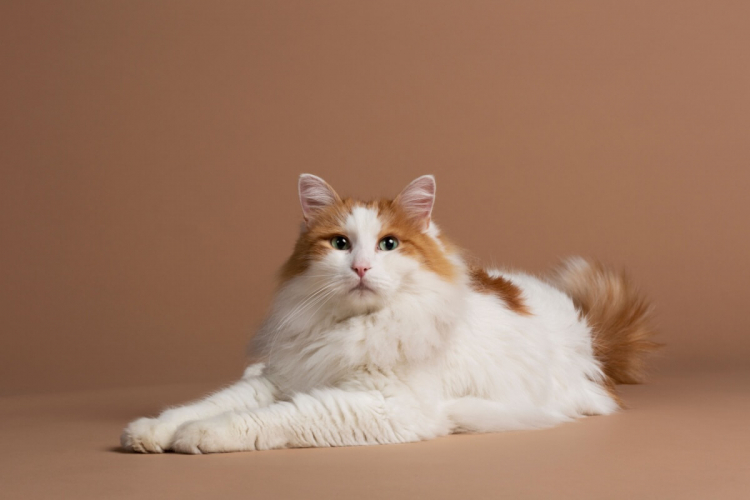 4 características do gato da raça van turco 