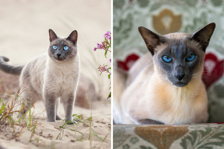 7 diferenças entre os gatos das raças thai e siamês