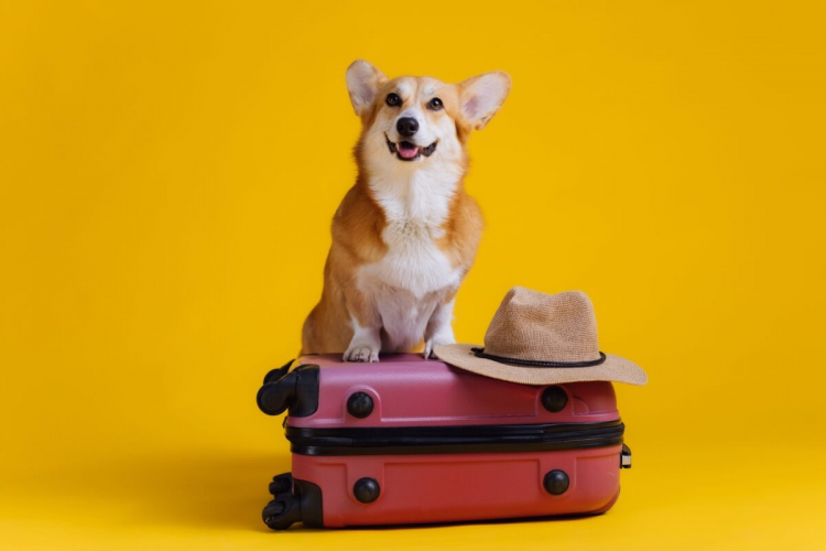 Veja como se preparar para viajar com o seu animal