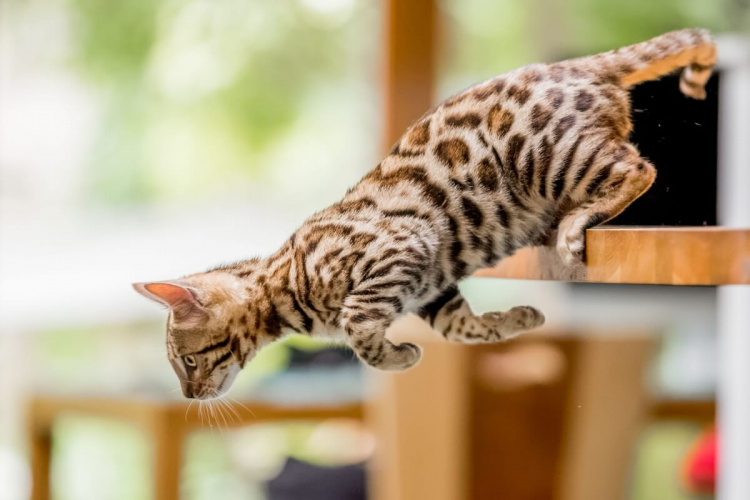 10 nomes para gatos com muita energia 