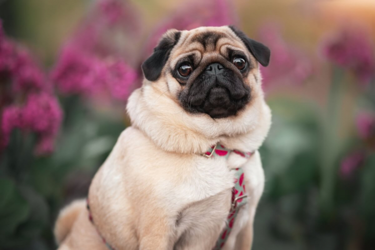 7 cuidados importantes com cachorros braquicefálicos