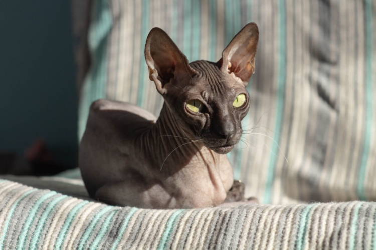 7 cuidados importantes com gatos sem pelos