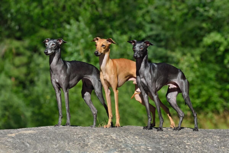 7 raças de cachorro do grupo galgo