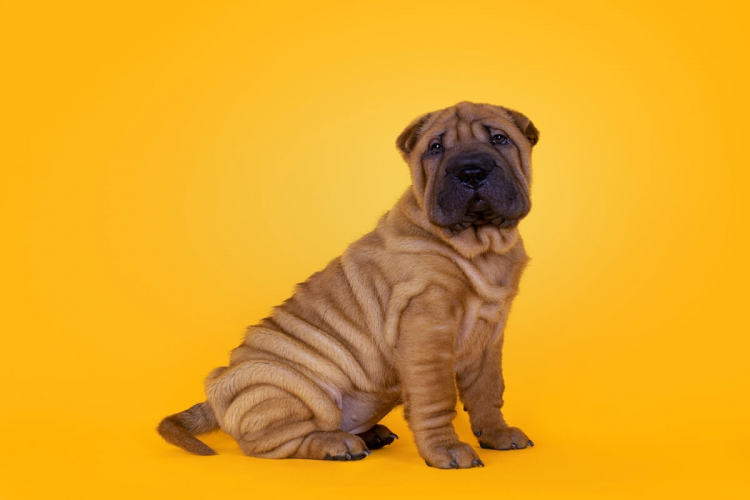 8 raças de cachorro com a pele enrugada