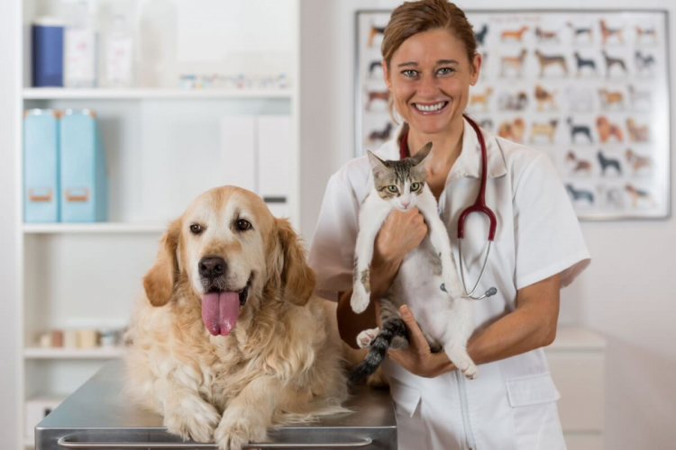 Veja qual é a idade certa para realizar a castração do seu pet