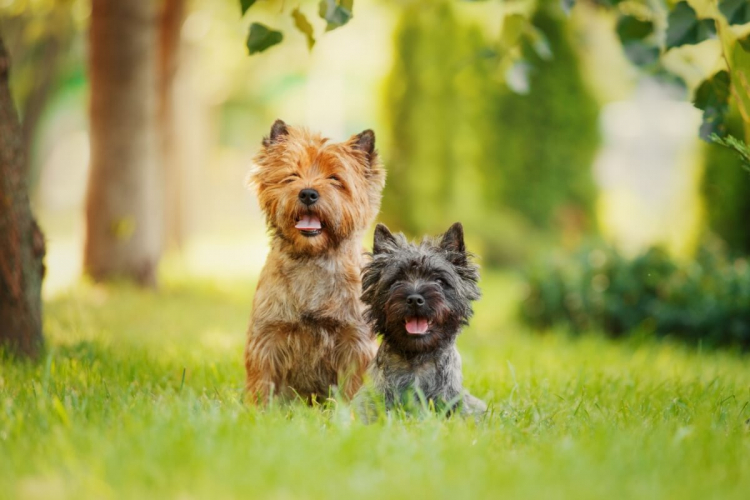4 características do cachorro da raça cairn terrier