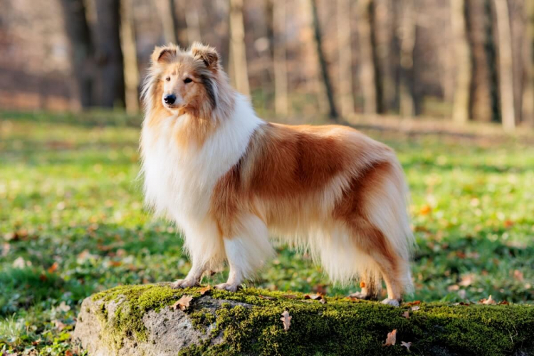 4 características do cachorro da raça rough collie