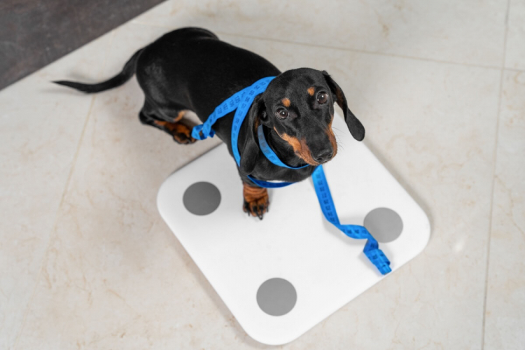 Conheça as causas e os riscos da obesidade em animais de estimação