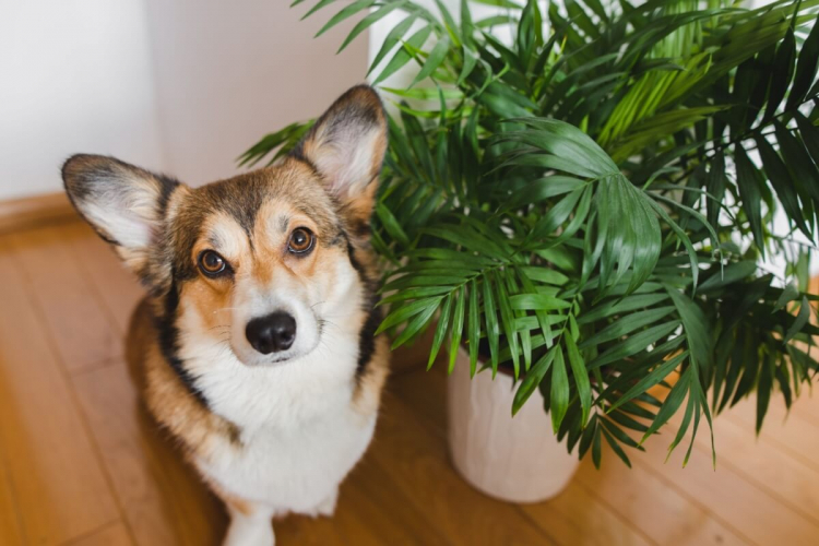 11 plantas tóxicas para manter fora do alcance de cães e gatos