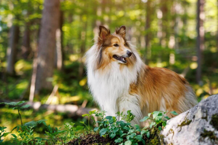 4 características do cachorro da raça pastor de Shetland