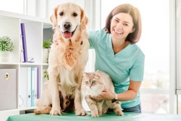 6 doenças crônicas comuns em cachorros e gatos