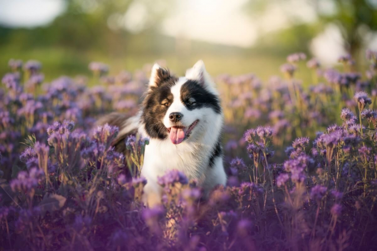 Veja como cuidar da saúde e do bem-estar dos pets na primavera